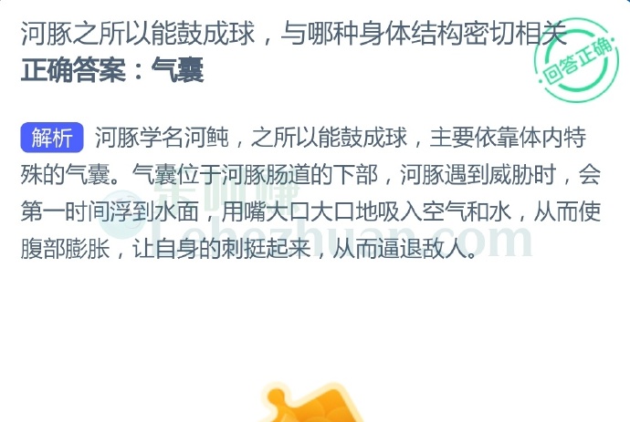 河豚之所以能鼓成球,与哪种身体结构密切相关?