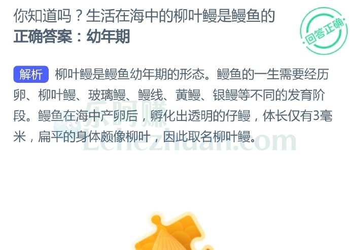 生活在海中的柳叶鳗是鳗鱼的?