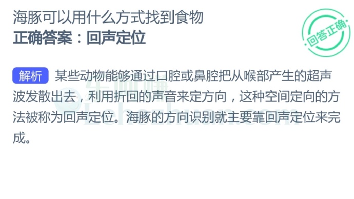 海豚可以用什么方式找到食物?