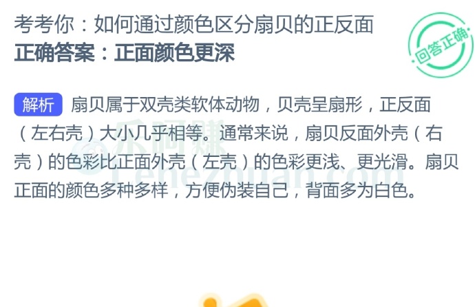 如何通过颜色区分扇贝的正反面?