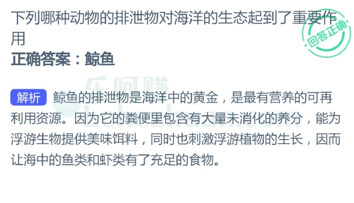鲸鱼的排泄物是海洋中的黄金