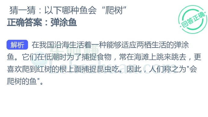以下哪种鱼会“爬树”?