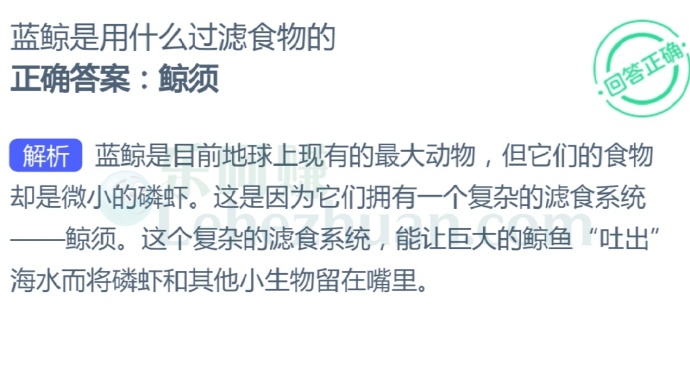 蓝鲸是用什么过滤食物的?