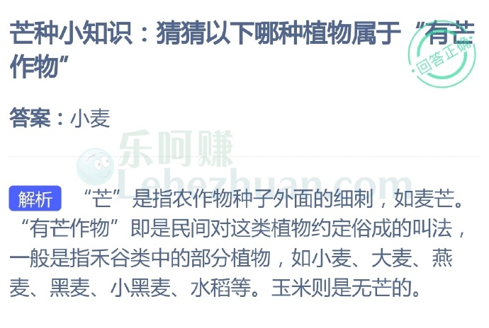 芒种小知识,猜猜以下哪种植物属于作物“有芒植物”?