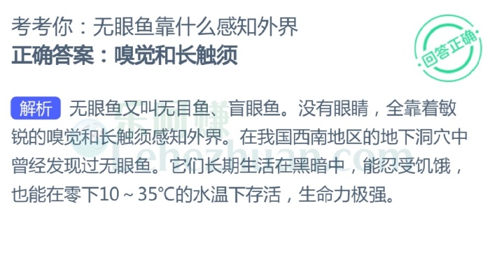 无眼鱼靠什么感知外界?