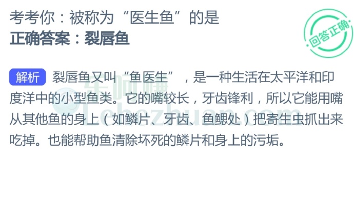 被称为“医生鱼”的是?