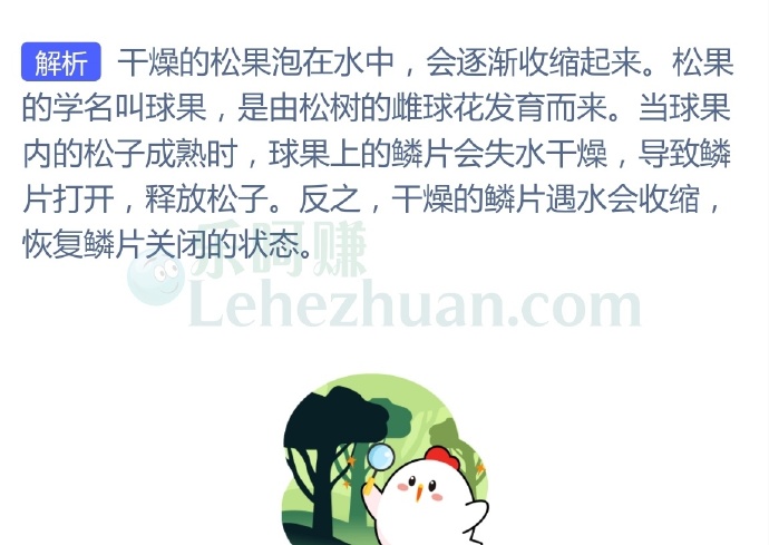 把干燥开裂的松果泡在水中,猜猜会发生什么?