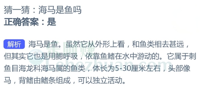 海马是鱼吗?