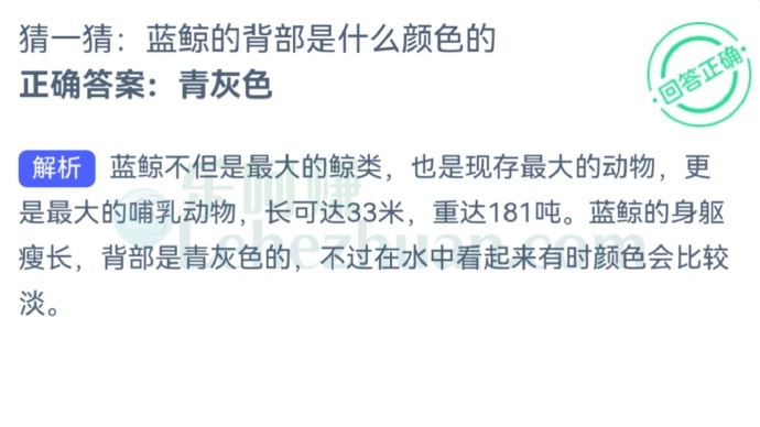 蓝鲸的背部是什么颜色的?