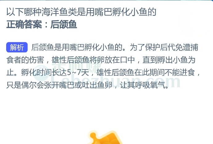 以下哪种海洋鱼类是用嘴巴孵化小鱼?