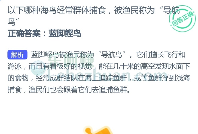 以下哪种海鸟经常群体捕食,被渔民称为"导航鸟"?
