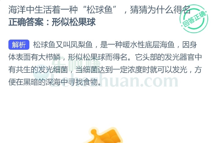 海洋中生活着一种“松球鱼”,猜猜为什么得名?