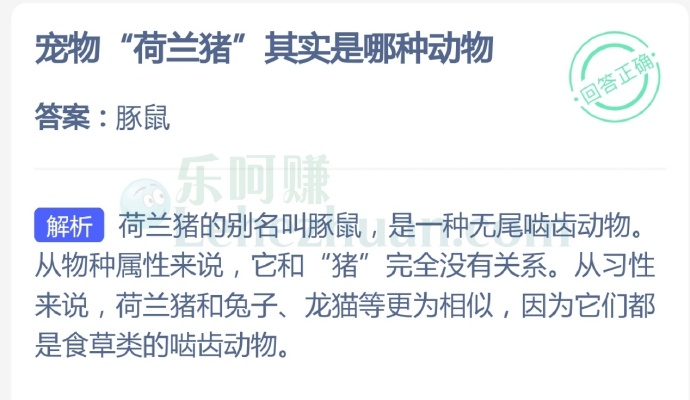 宠物“荷兰猪”其实是哪种动物?