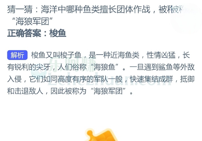 海洋中哪种鱼类擅长团体作战,被称为“海狼军团”?