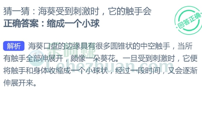 海葵受到刺激时,它的触手会?