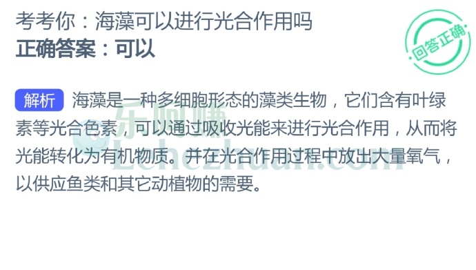 海藻可以进行光合作用吗?