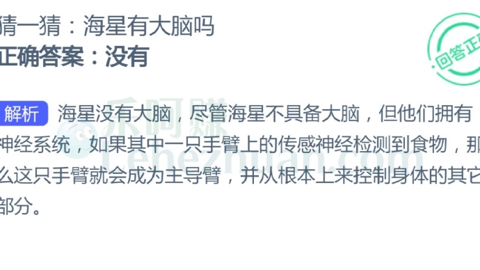 海星有大脑吗?