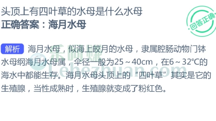 头顶上有四叶草的水母是什么水母?