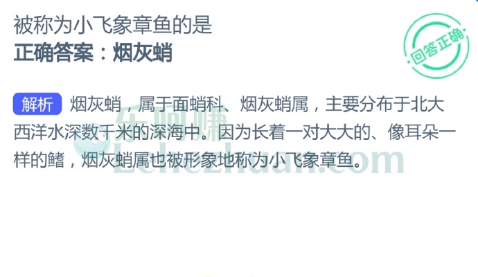 被称为小飞象章鱼的是?