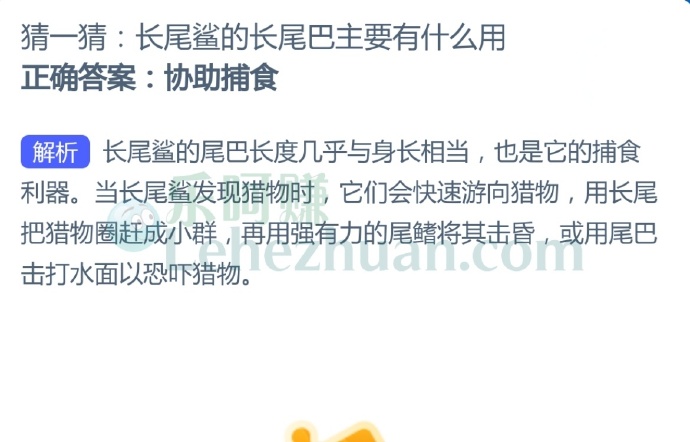长尾鲨的长尾巴主要有什么用?