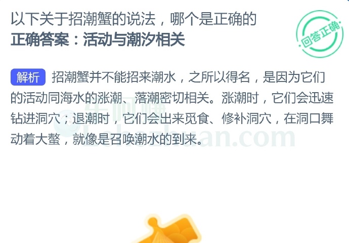 以下关于招潮蟹的说法,哪个是正确的?