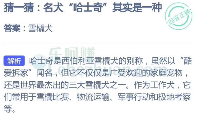 名犬“哈士奇”其实是一种?