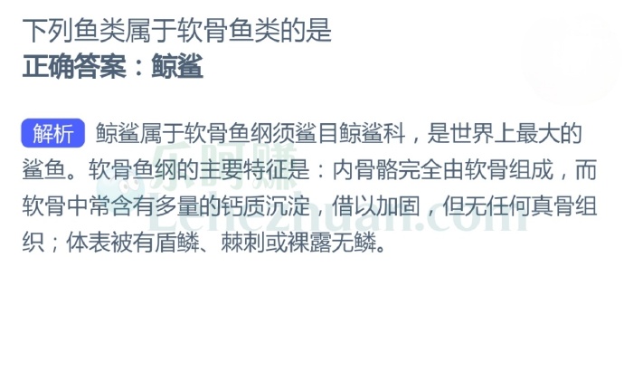 下列鱼类属于软骨鱼类的是?