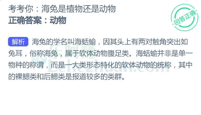 海兔是植物还是动物?
