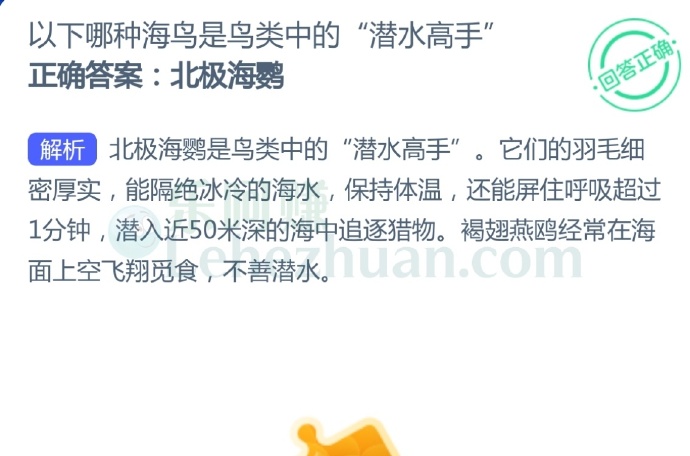 以下哪种海鸟是鸟类中的“潜水高手”?