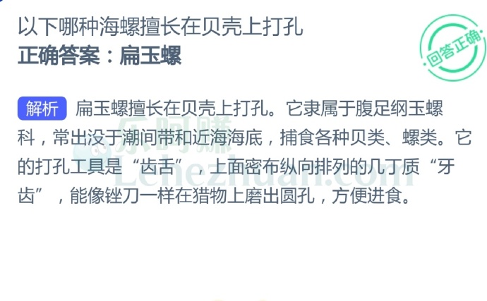 以下哪种海螺擅长在贝壳上打孔?
