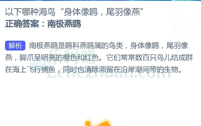 以下哪种海鸟“身体像鸥,尾羽像燕”?