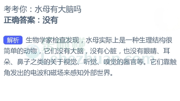 水母有大脑吗?