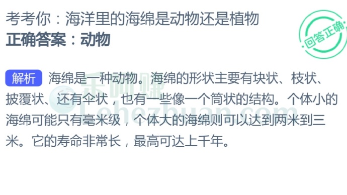 海洋里的海绵是动物还是植物?
