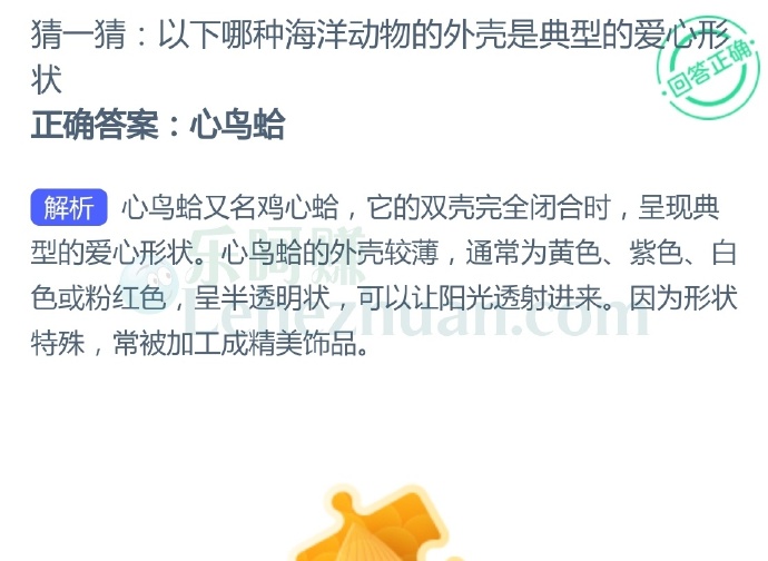 以下哪种海洋动物的外壳是典型的爱心形状?