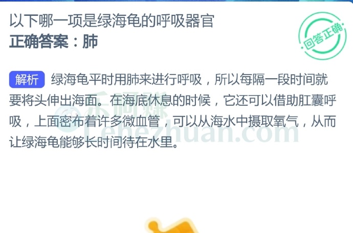 以下哪一项是绿海龟的呼吸器官?