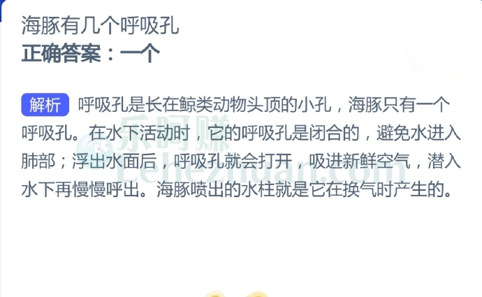 海豚有几个呼吸孔?