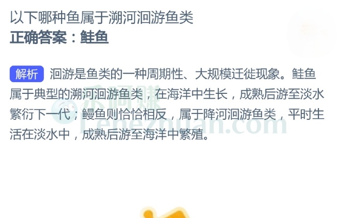 以下哪种鱼属于溯河洄游鱼类?