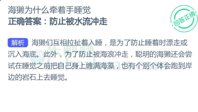 海獭为什么牵着手睡觉?