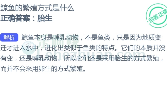 鲸鱼的繁殖方式是什么?