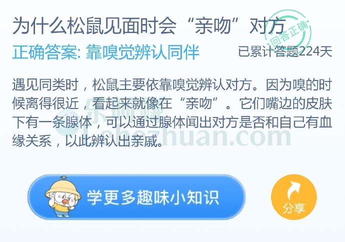 为什么松鼠见面时会“亲吻”对方?