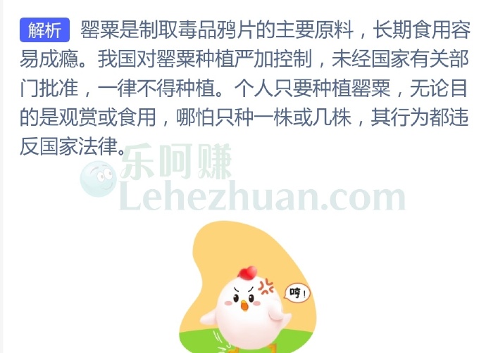 禁毒小知识,为了观赏或食用价值,个人可以种植罂粟吗?