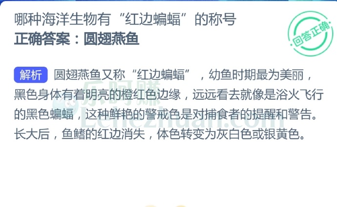 哪种海洋生物有“红边蝙蝠”的称号?