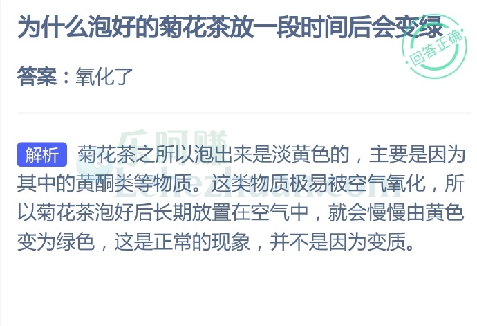 为什么泡好的菊花茶放一段时间后会变绿?