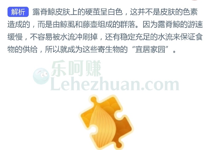 露脊鲸的皮肤上有白色的硬茧,猜猜与什么有关?