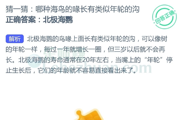 哪种海鸟的喙长有类似年轮的沟?