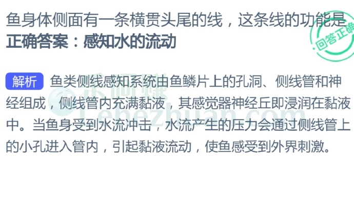 鱼身体侧面有一条横贯头尾的线,这条线的功能是?