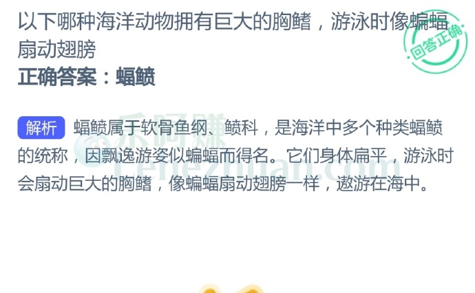 以下哪种海洋动物拥有巨大的胸鳍,游泳时像蝙蝠扇动翅膀?