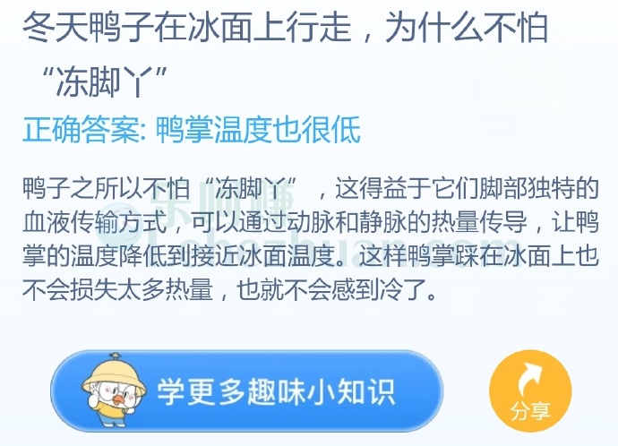 冬天鸭子在冰面上行走,为什么不怕“冻脚丫”?