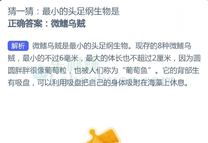 最小的头足纲生物是?