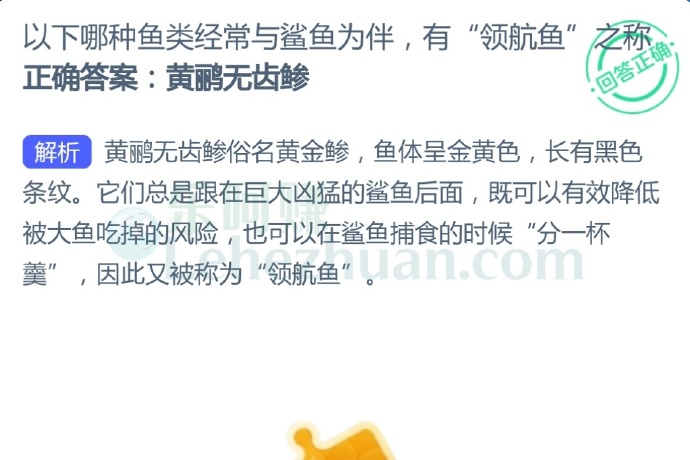 以下哪种鱼类经常与鲨鱼为伴,有“领航鱼”之称?